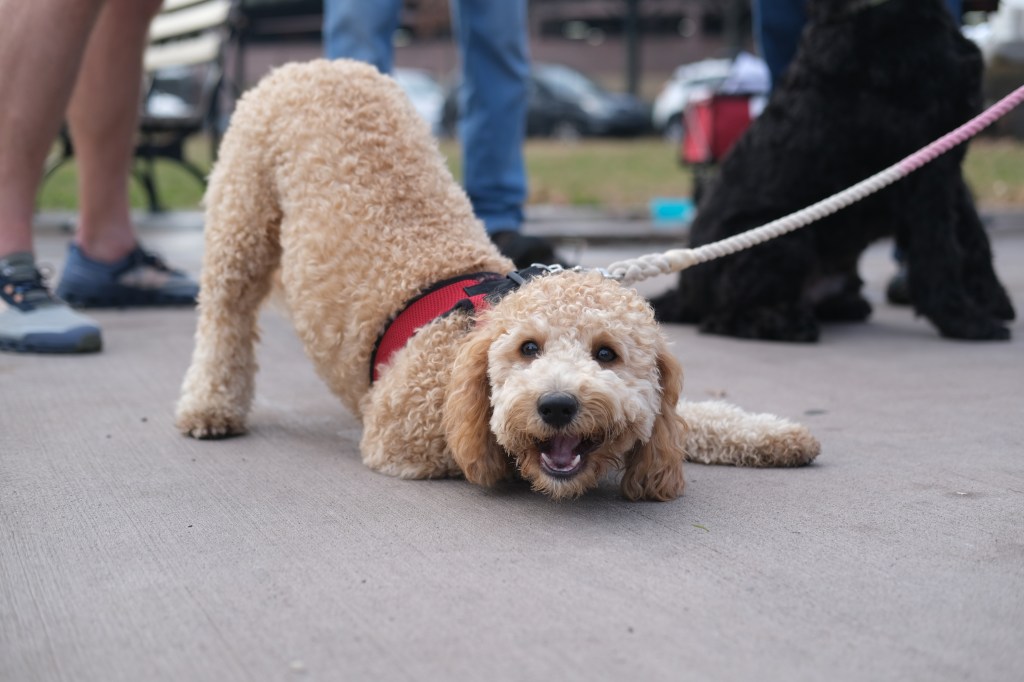 Pets get blessed in Van Cortlandt&nbsp;Park